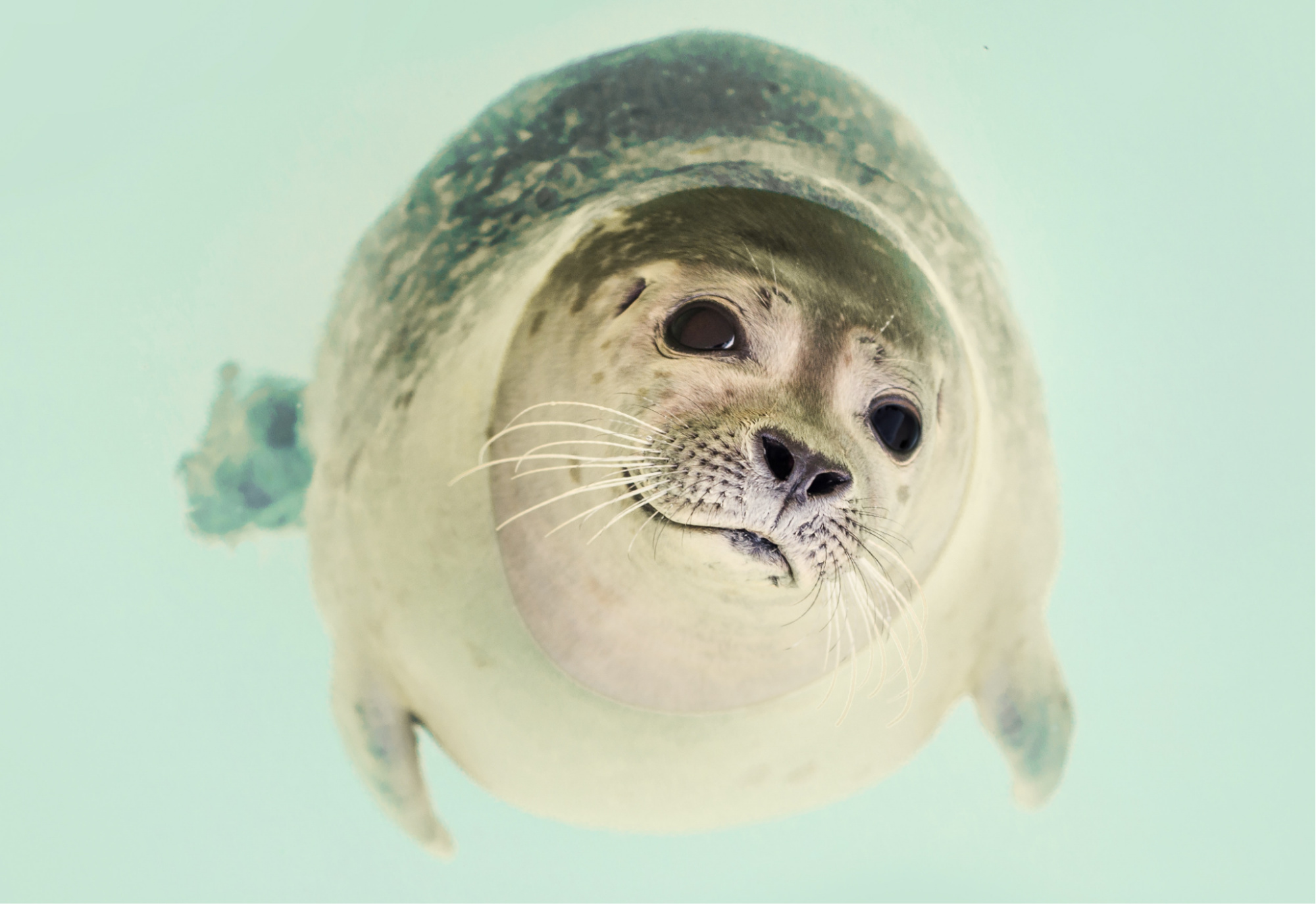 zeehond ecomare.jpg